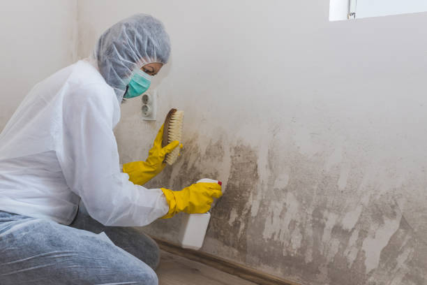 Best Black Mold Removal  in Park Ridge, IL